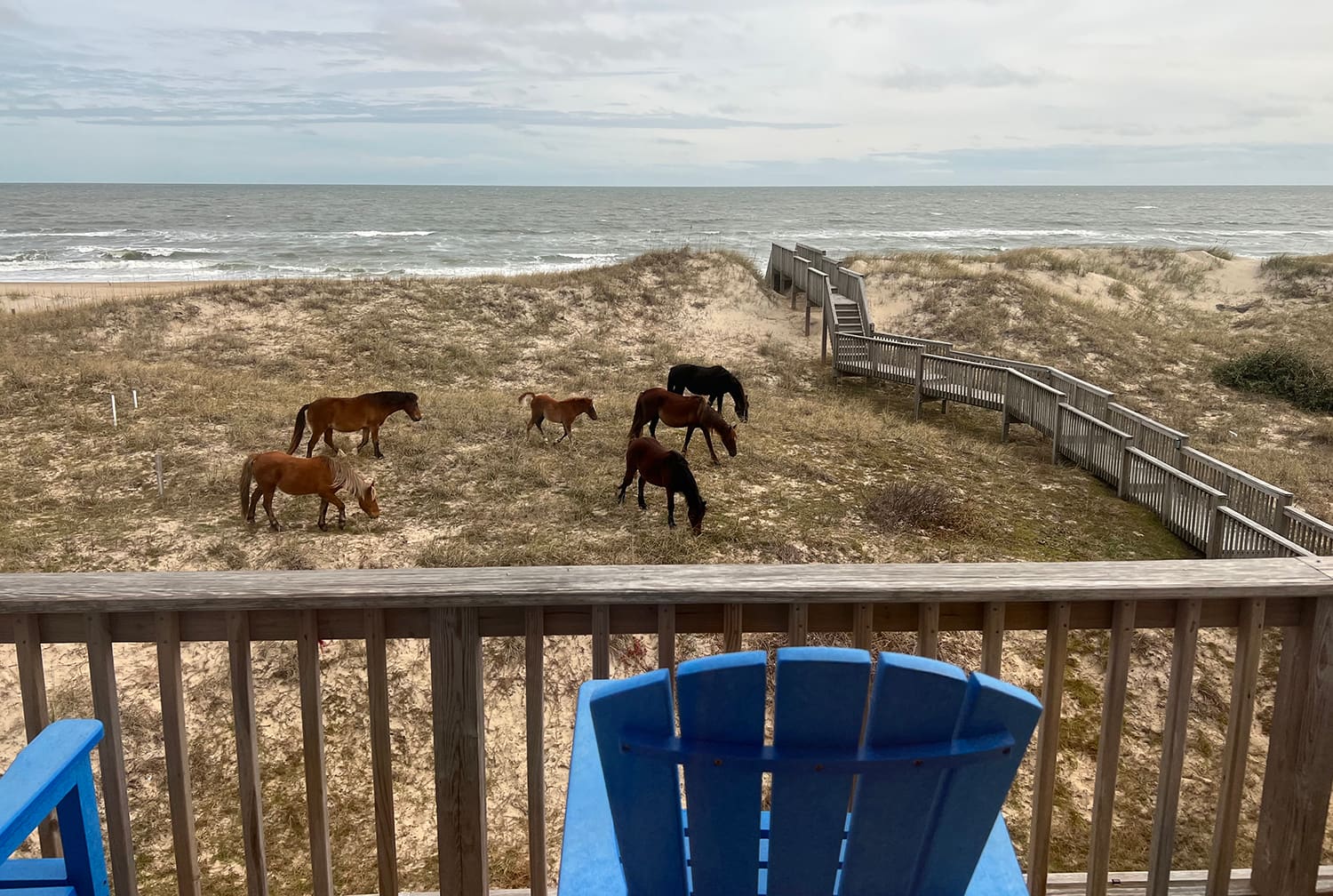 Dolphin Patch property image
